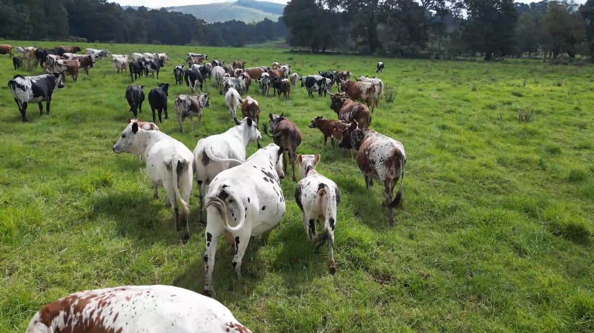 Nguni & Ankole Herd
